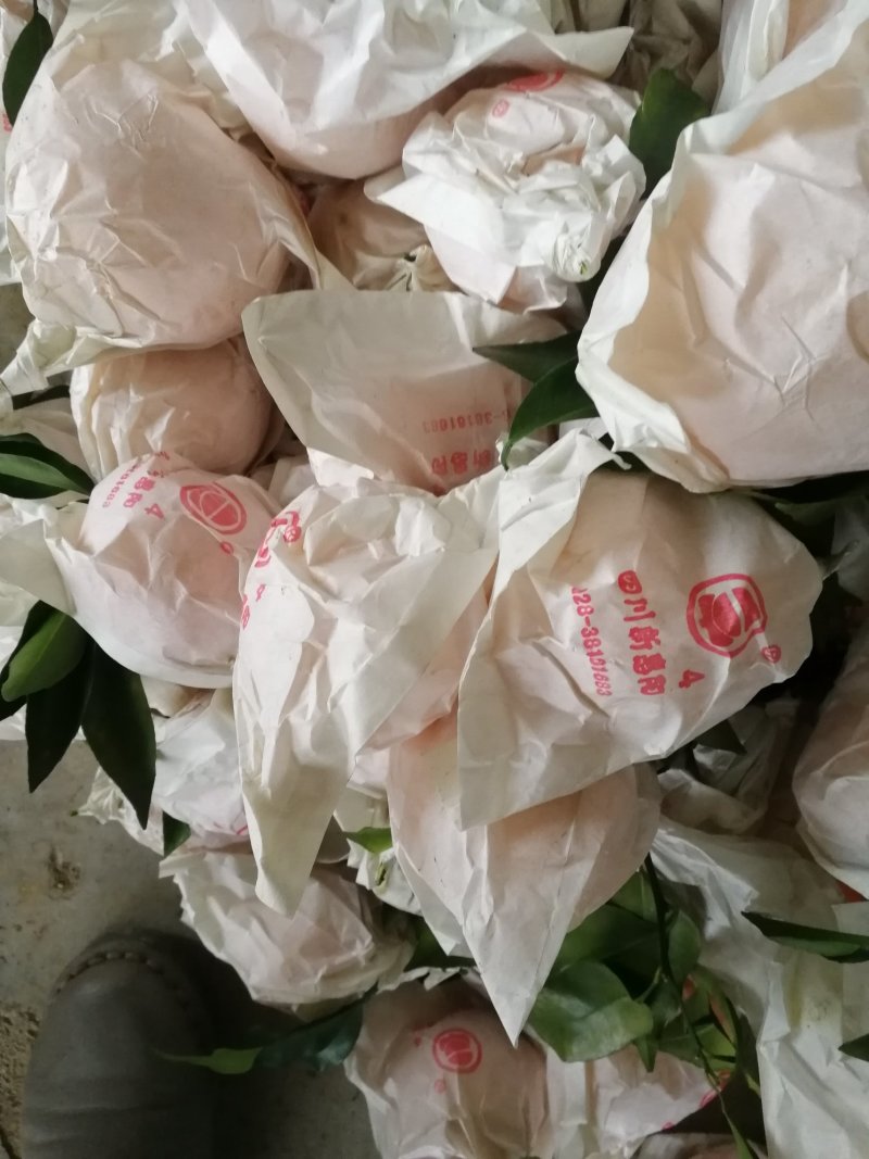 大量供应蒲江春见耙耙柑，产地一手货源支持现场看货，山地