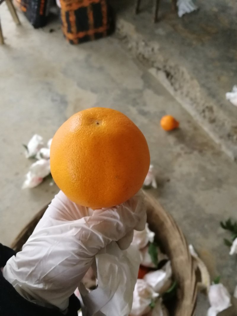大量供应蒲江春见耙耙柑，产地一手货源支持现场看货，山地