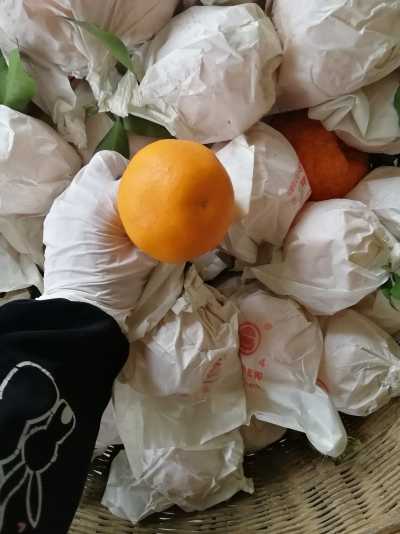 大量供应蒲江春见耙耙柑，产地一手货源支持现场看货，山地