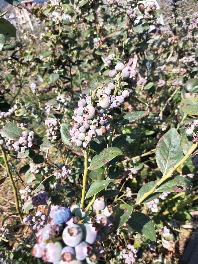 云南蓝莓，基地直销，一件代发