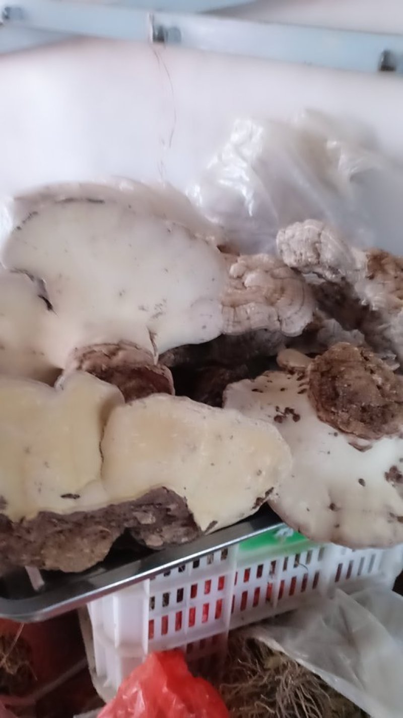 沂蒙山山区大山里的野生白灵芝，树舌，产地直供