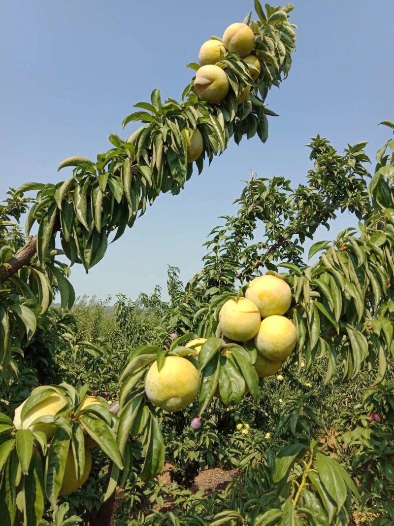 【精品】味蒂李子，脆甜多多汁支持一件代发价格优惠