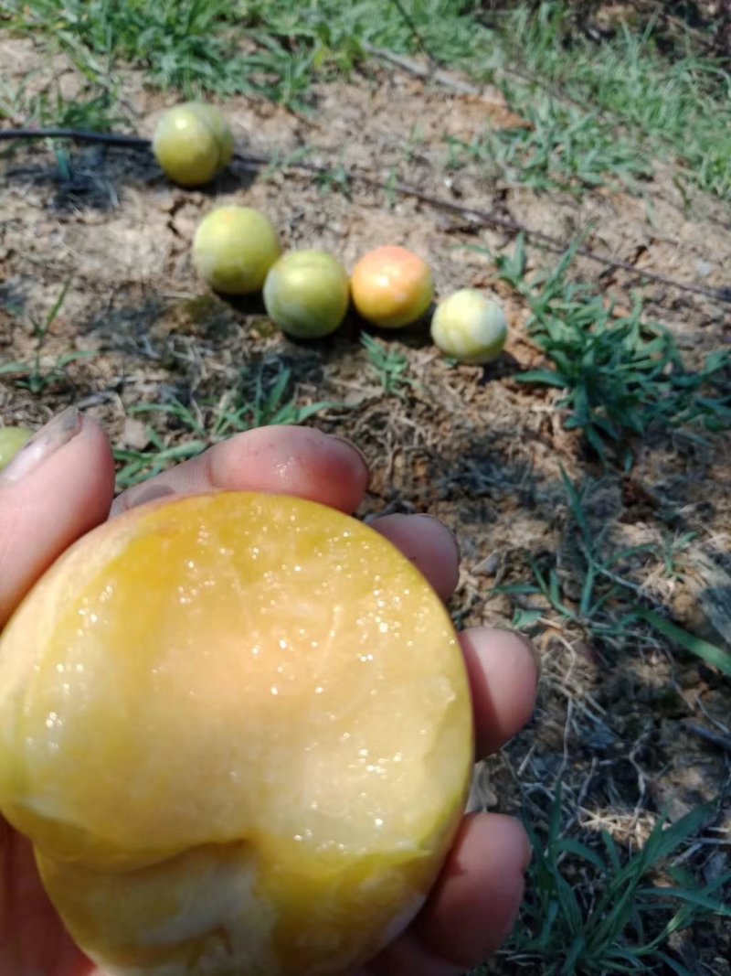 【精品】味蒂李子，脆甜多多汁支持一件代发价格优惠
