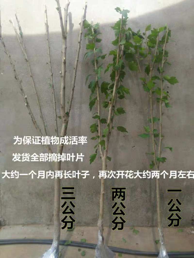 木槿树苗木槿花苗重瓣木槿当年开花绿化庭院植物篱笆墙围栏苗