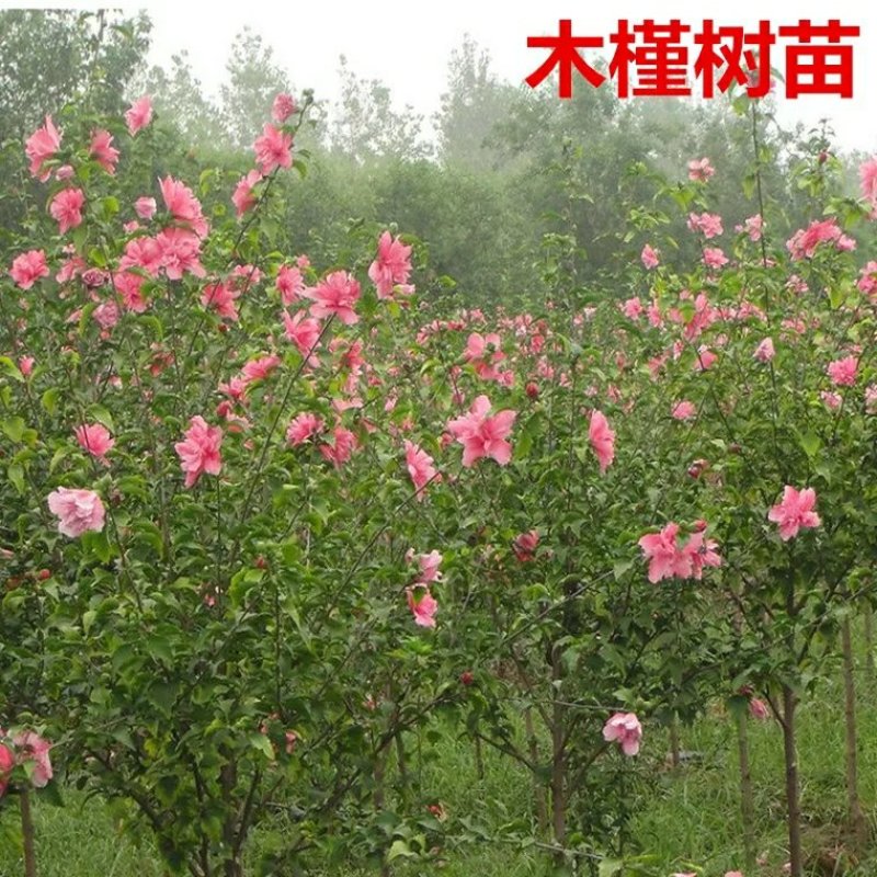 木槿树苗木槿花苗重瓣木槿当年开花绿化庭院植物篱笆墙围栏苗