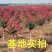 木槿树苗木槿花苗重瓣木槿当年开花绿化庭院植物篱笆墙围栏苗