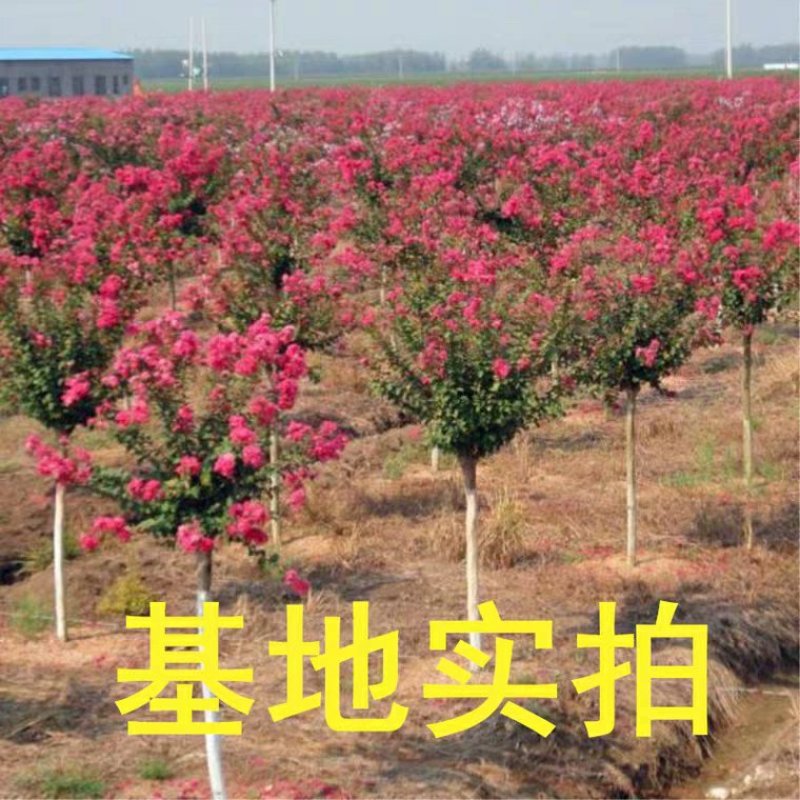 木槿树苗木槿花苗重瓣木槿当年开花绿化庭院植物篱笆墙围栏苗