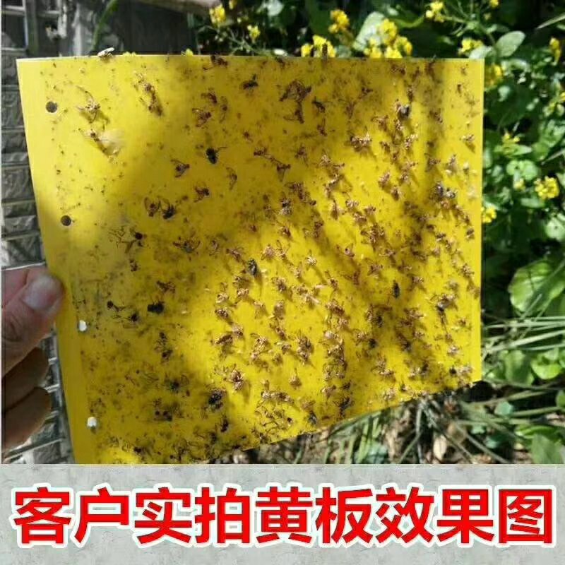 包邮双面特黏粘虫板、诱虫板、杀虫灯进口胶水覆纸加厚升级版
