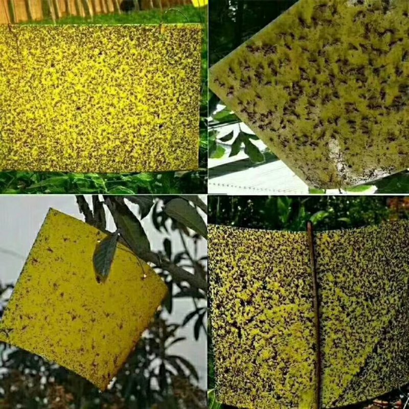 包邮双面特黏粘虫板、诱虫板、杀虫灯进口胶水覆纸加厚升级版