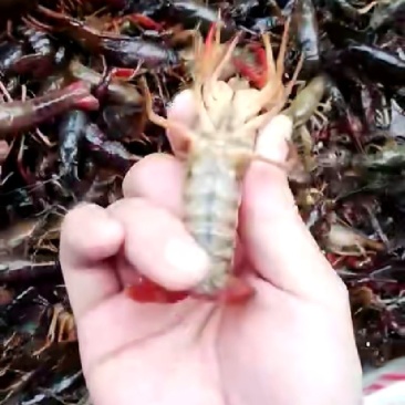 湖北小龙虾