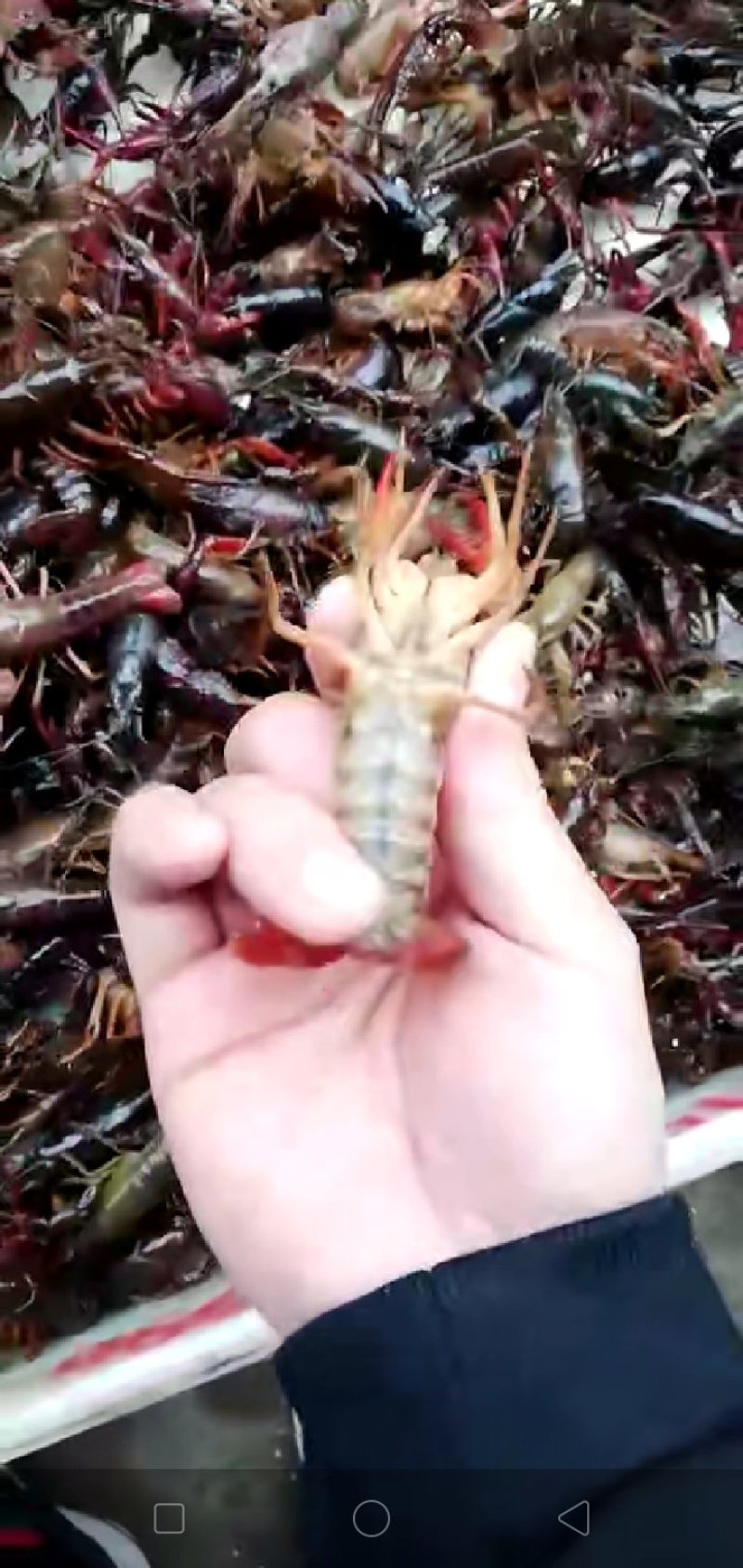 湖北小龙虾