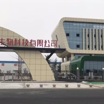 河南金海生物羊肚菌菌种推广，免费学习种植技术