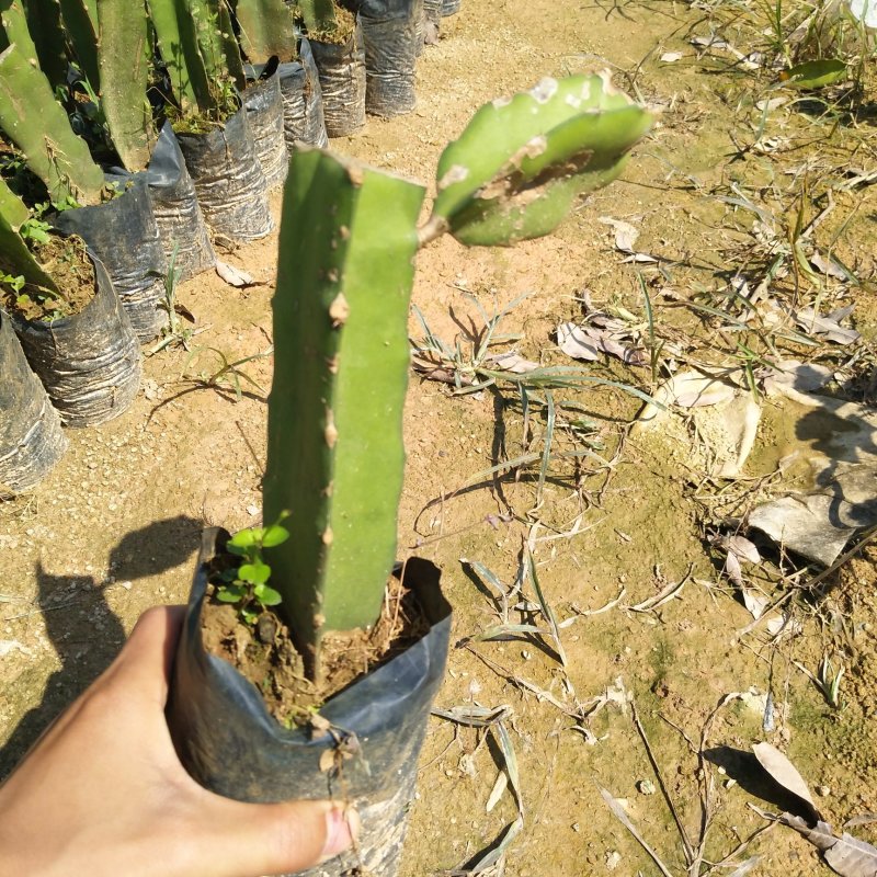 红心红肉火龙果苗爬藤植物盆栽庭院阳台四季种植