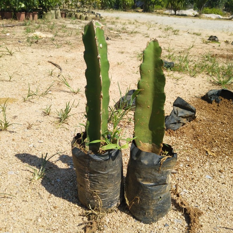 红心红肉火龙果苗爬藤植物盆栽庭院阳台四季种植