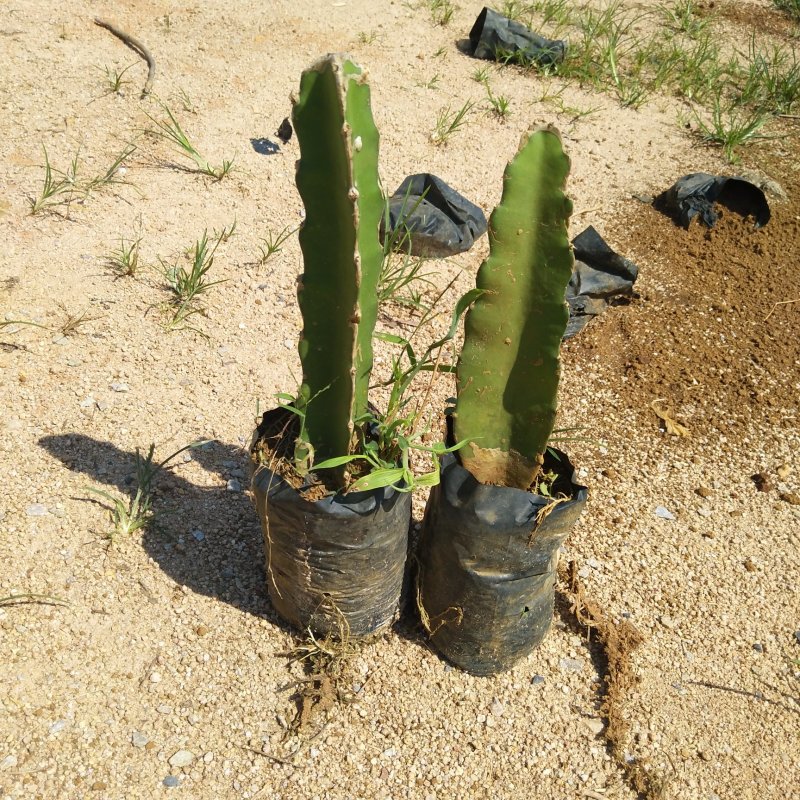 红心红肉火龙果苗爬藤植物盆栽庭院阳台四季种植