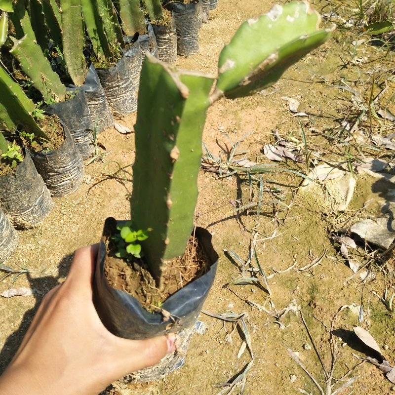 红心红肉火龙果苗爬藤植物盆栽庭院阳台四季种植