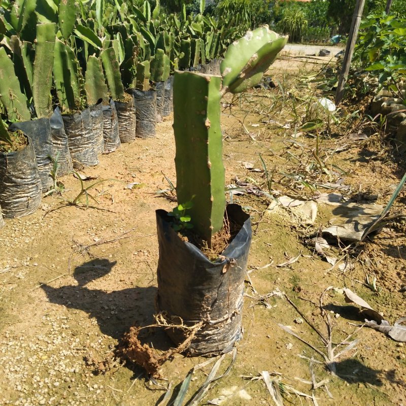 红心红肉火龙果苗爬藤植物盆栽庭院阳台四季种植