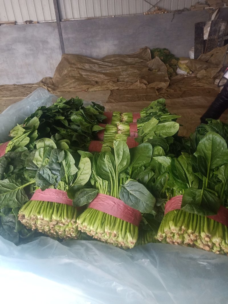 【推荐】山东菠菜25~30厘米产地直发商超货