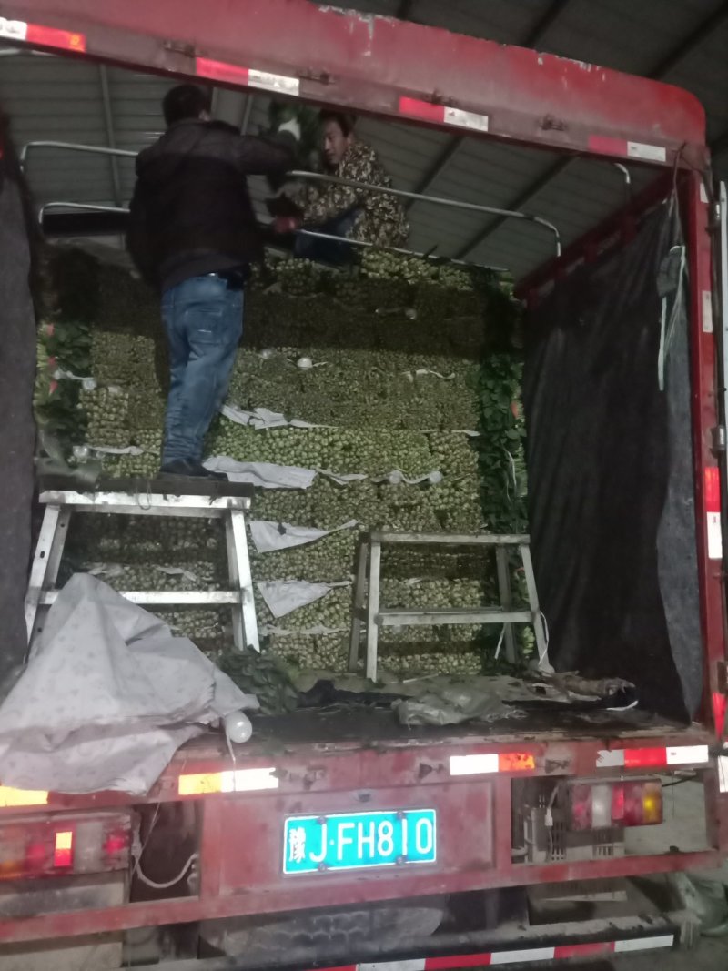 【推荐】山东菠菜25~30厘米产地直发商超货