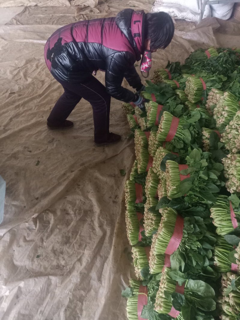 【推荐】山东菠菜25~30厘米产地直发商超货