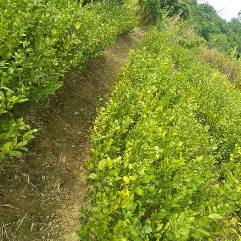 皇帝柑正品嫁接苗庭院地栽盆栽当年结果南方种植