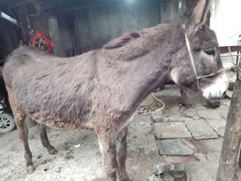 现杀活驴肉