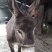 现杀活驴肉