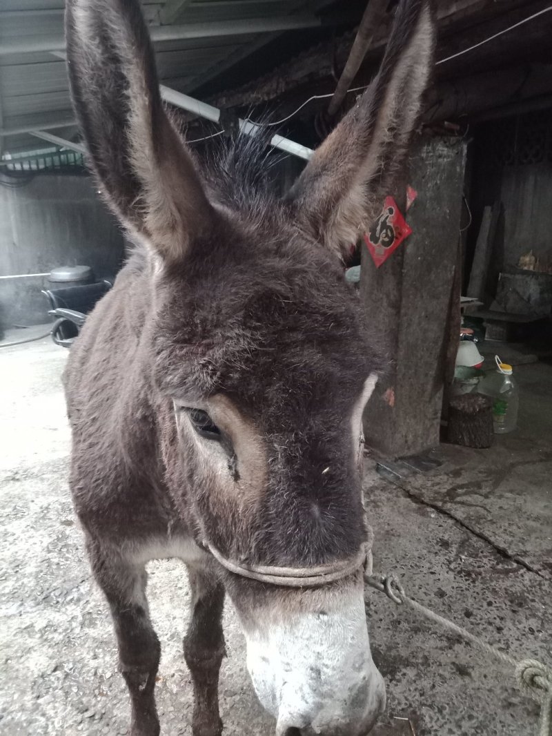 现杀活驴肉