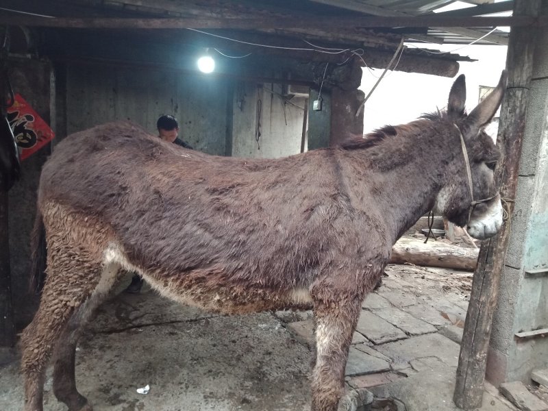现杀活驴肉