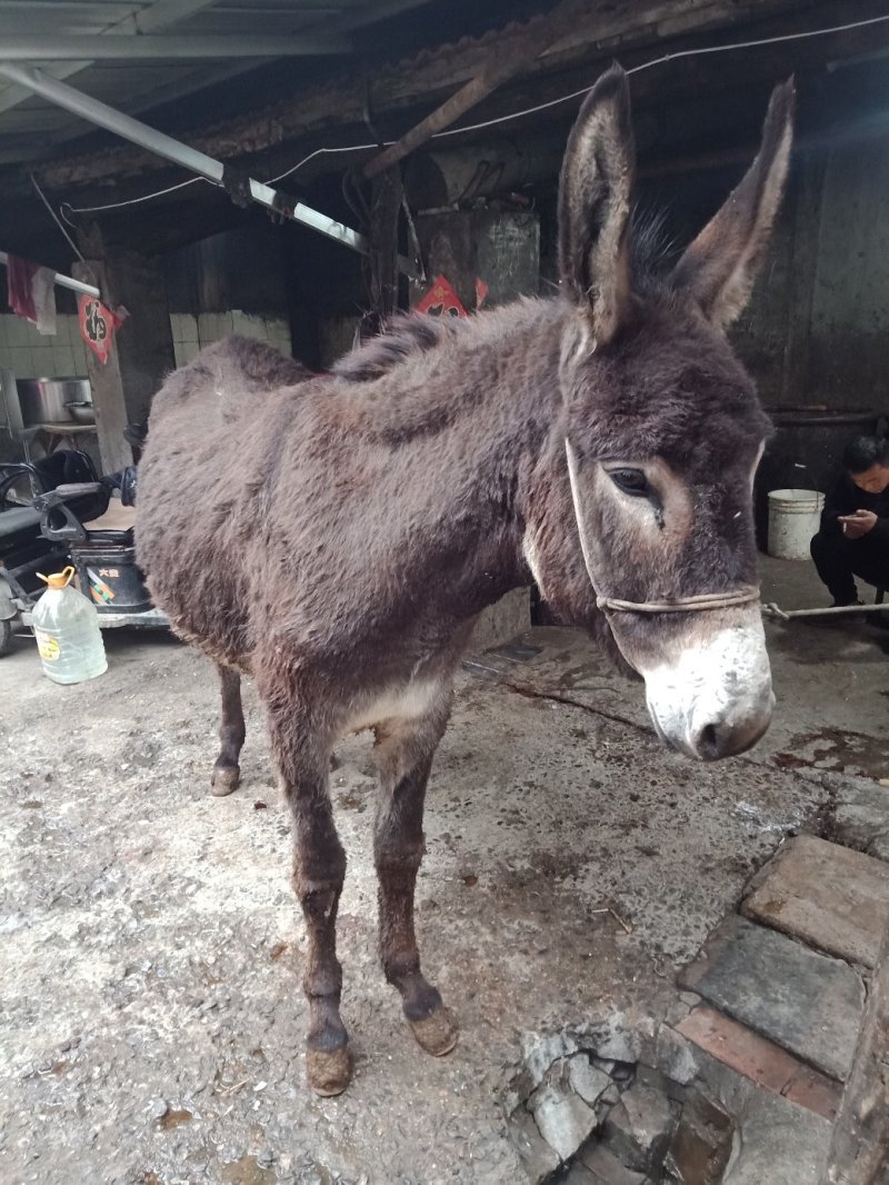 现杀活驴肉