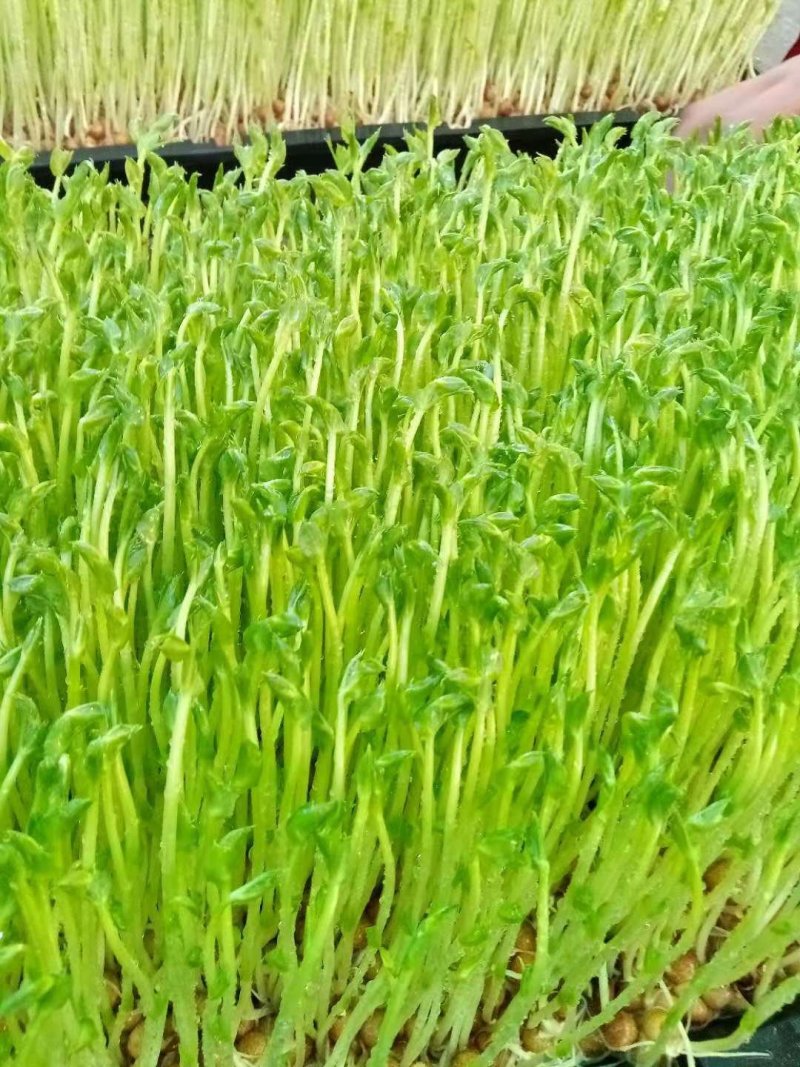 富氧有机养生芽苗菜，养生草！