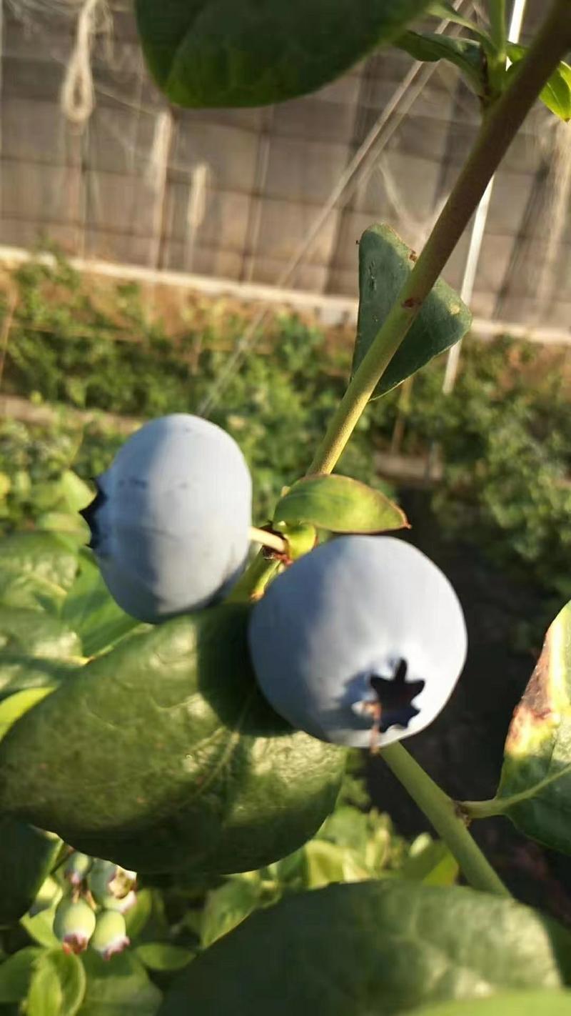 蓝莓成熟了
