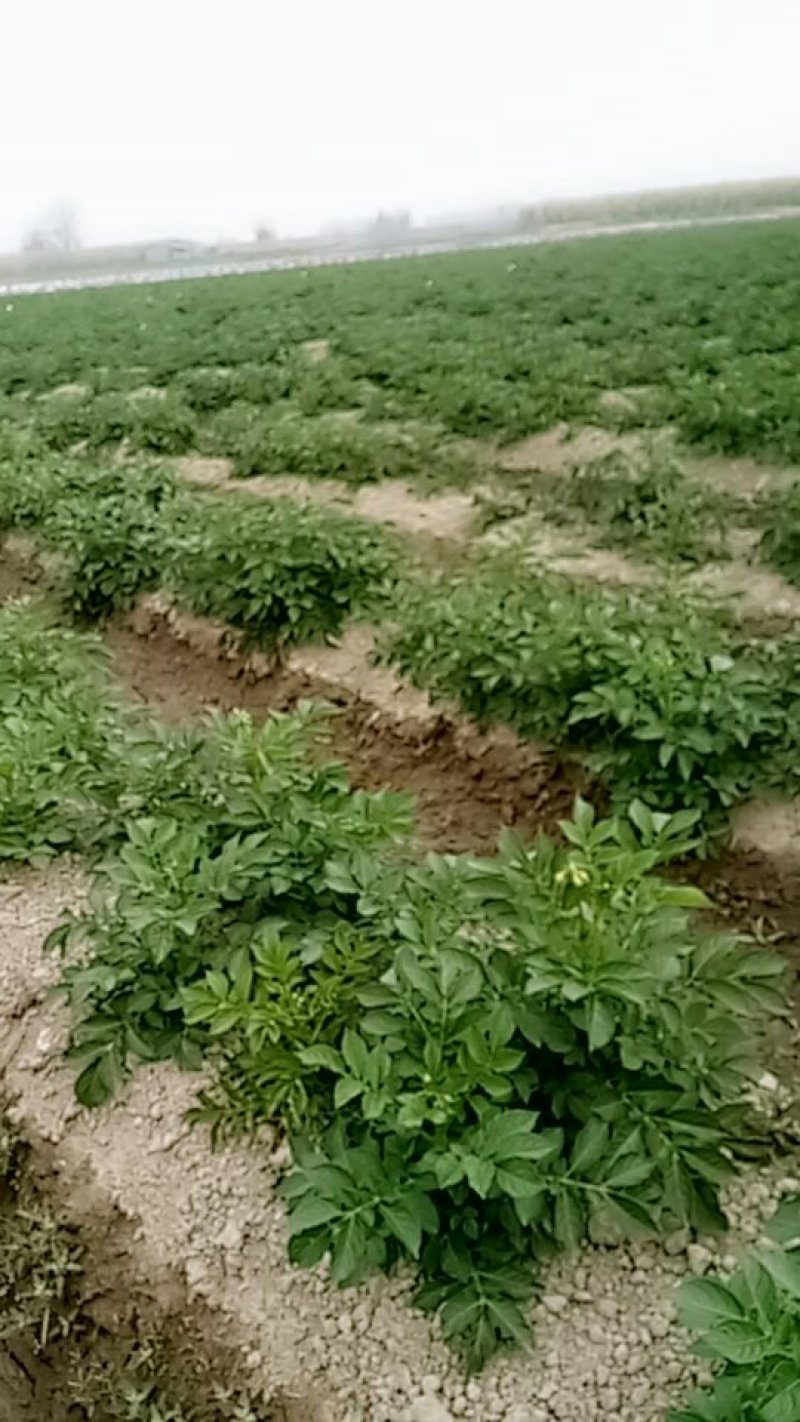 丽薯六号土豆4两以上通货