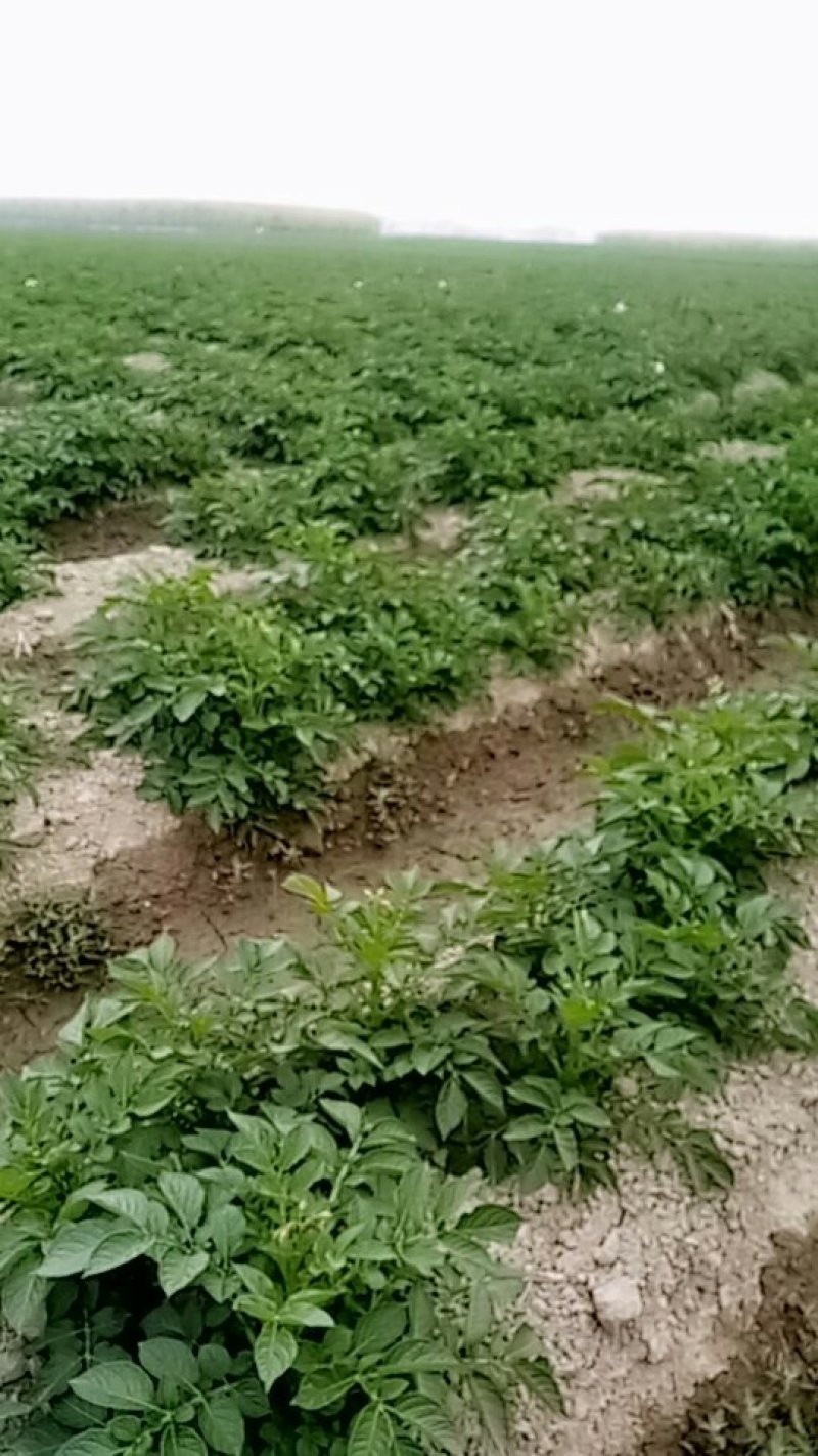 丽薯六号土豆4两以上通货