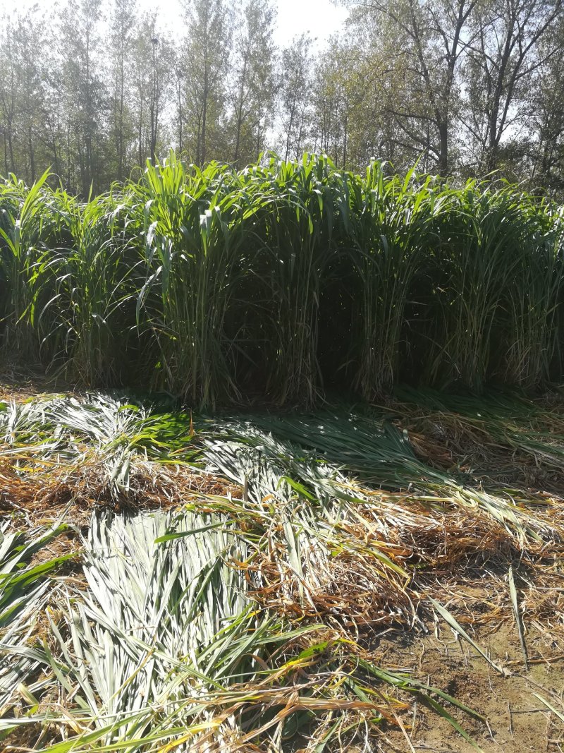 台湾甜象草皇竹草红象草种节包邮5年老店，基地发货，