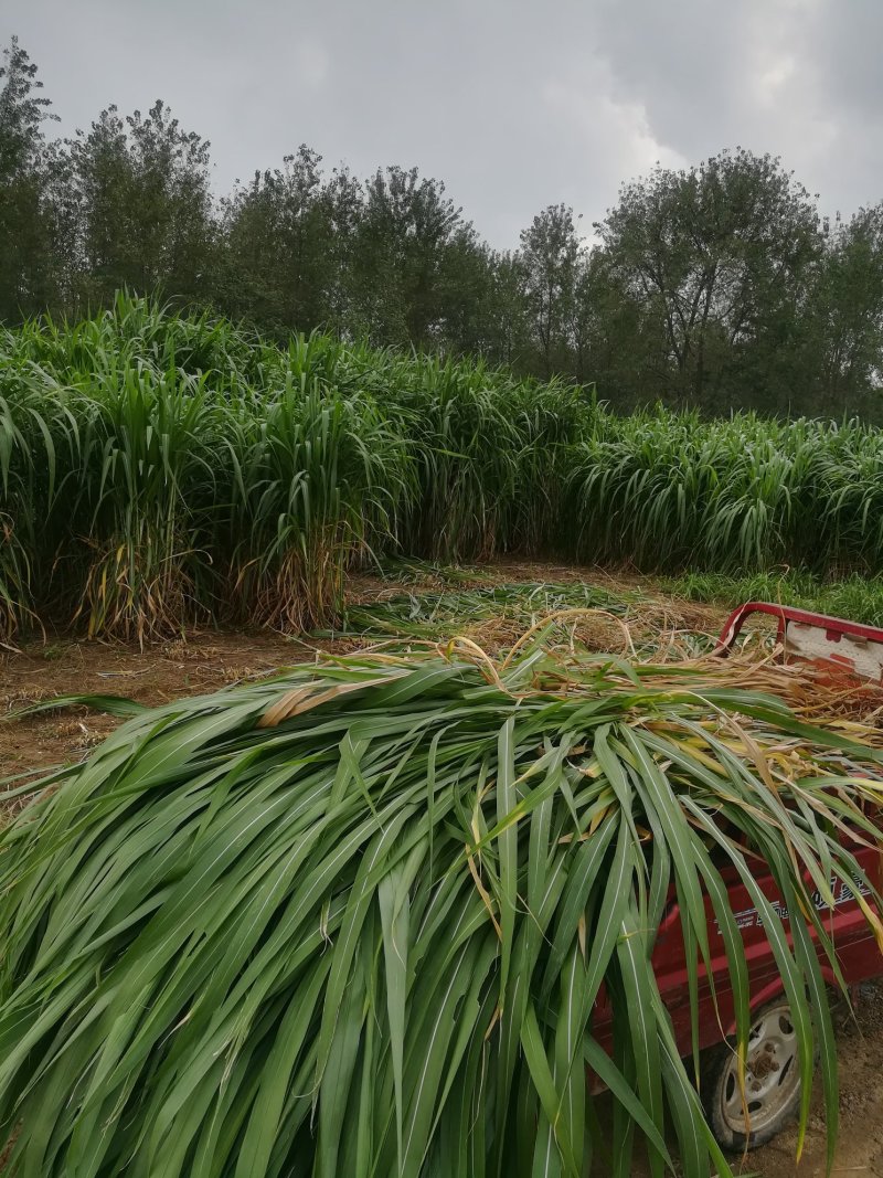 台湾甜象草皇竹草红象草种节包邮5年老店，基地发货，