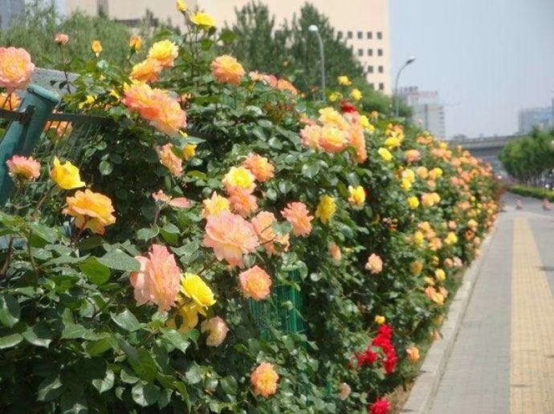 河南南阳藤本月季，成活率高，品种齐全，各种花卉造型