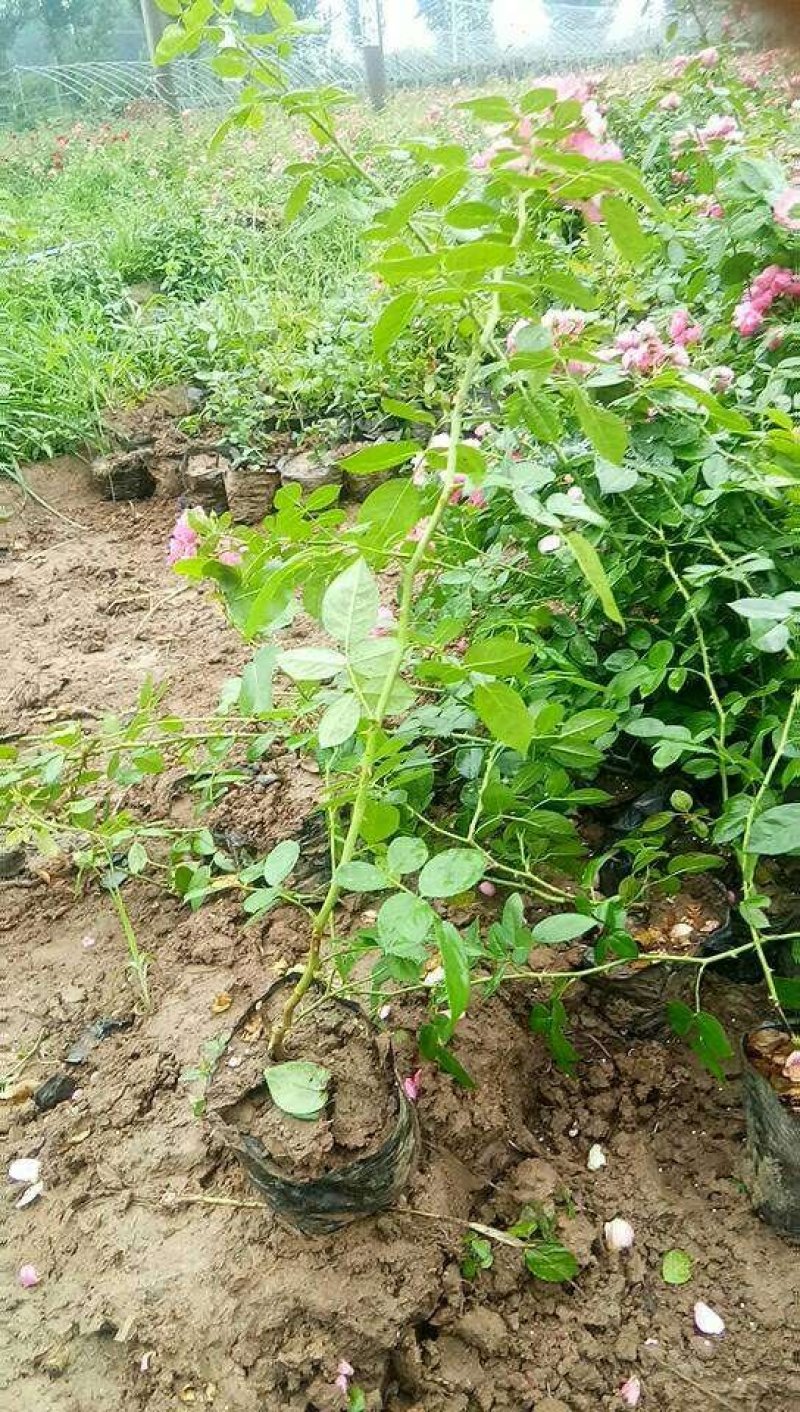 河南南阳藤本月季，成活率高，品种齐全，各种花卉造型