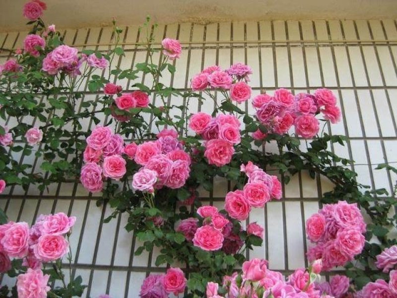 河南南阳藤本月季，成活率高，品种齐全，各种花卉造型
