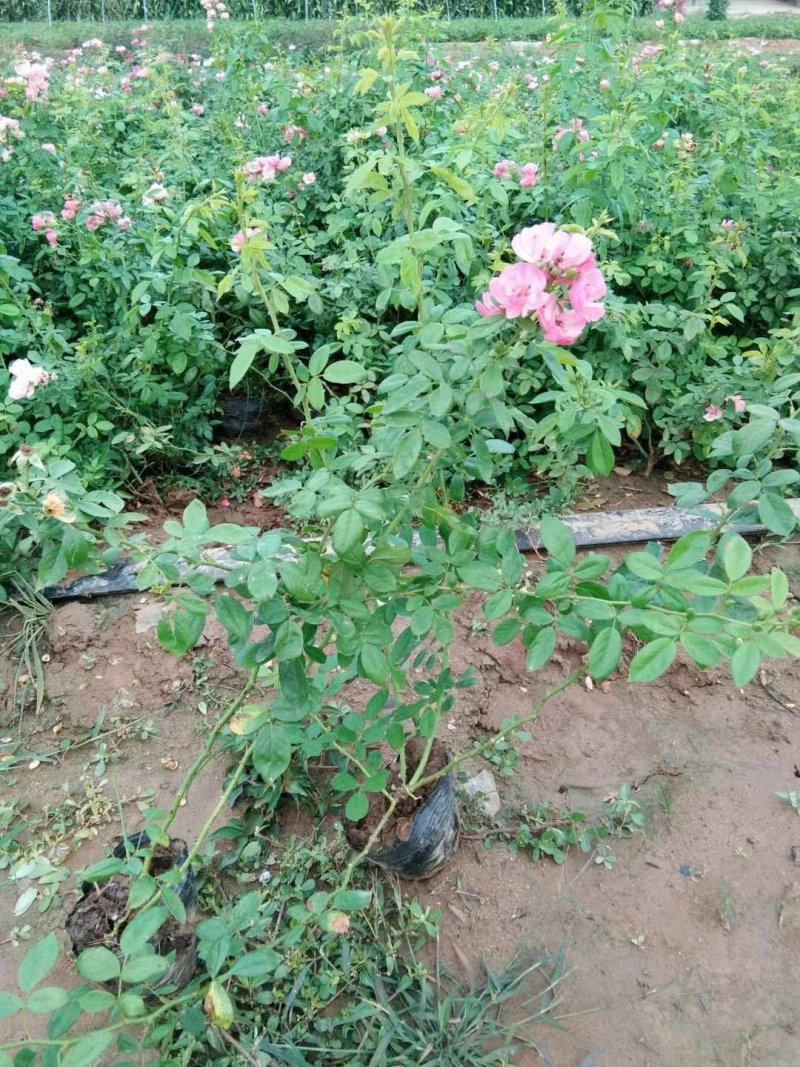 河南南阳藤本月季，成活率高，品种齐全，各种花卉造型
