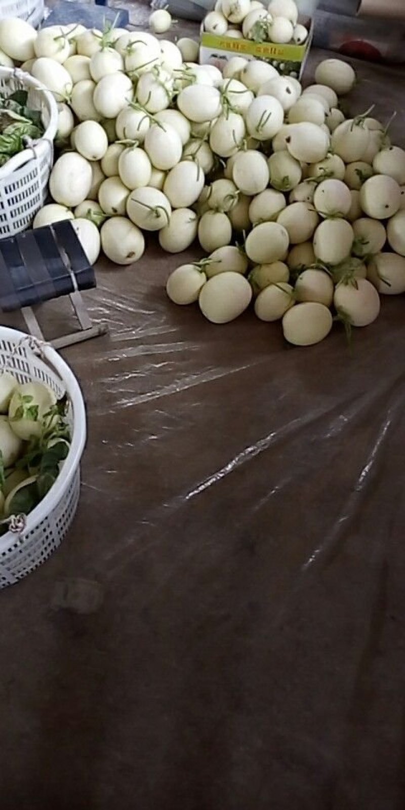 甜瓜
