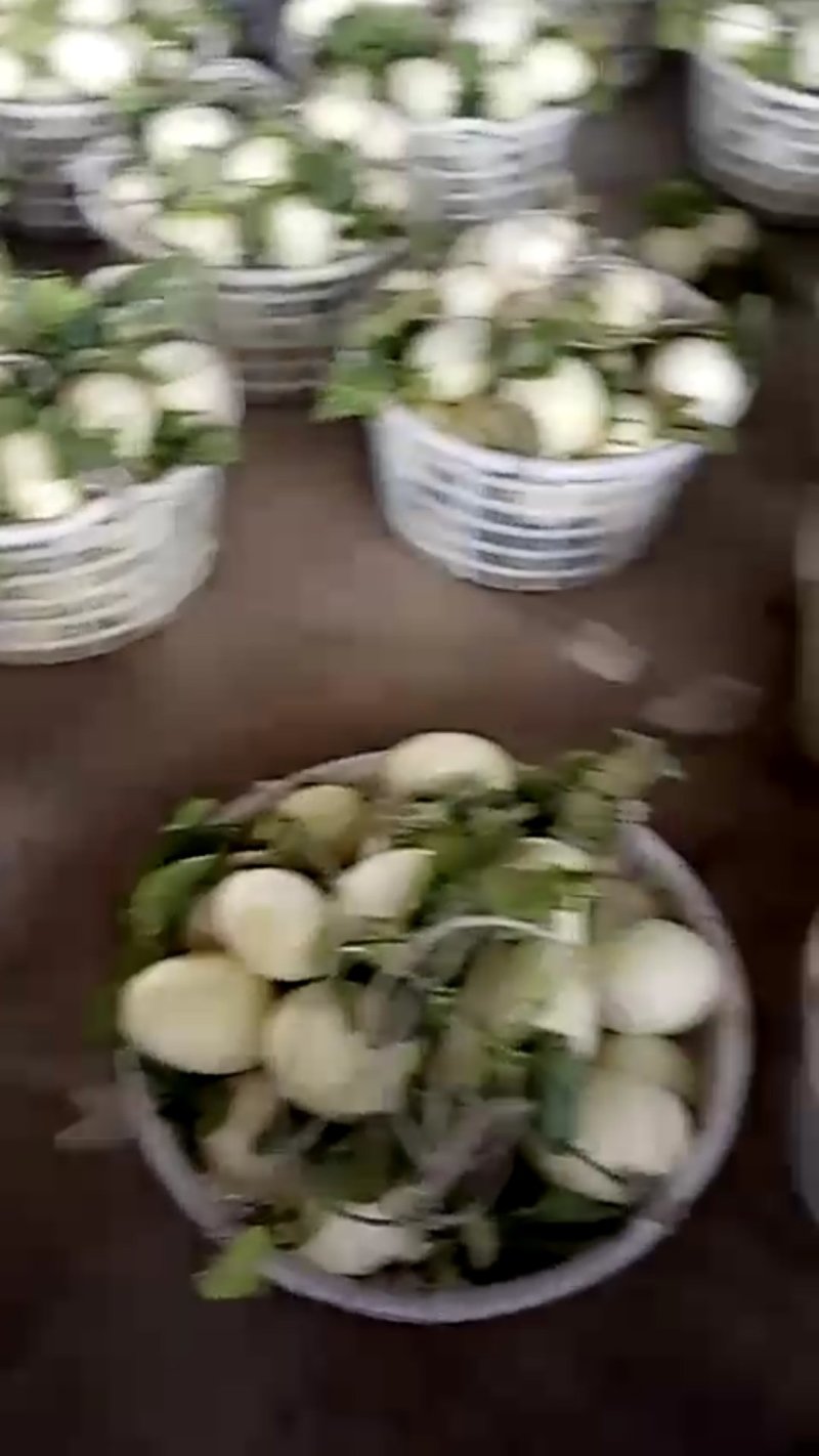 甜瓜