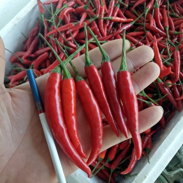 小米辣
