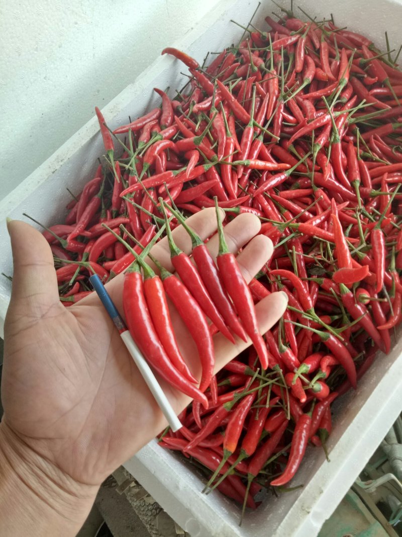 小米辣