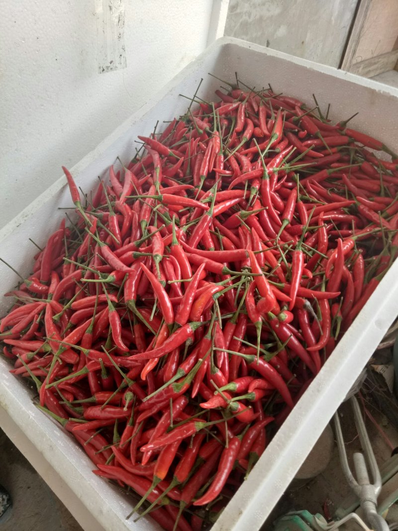 小米辣