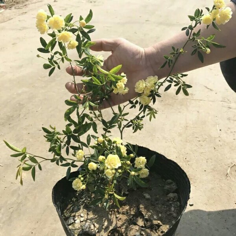 木香花黄木香花七里香盆栽爬藤植物浓香四季甜蜜红木香花