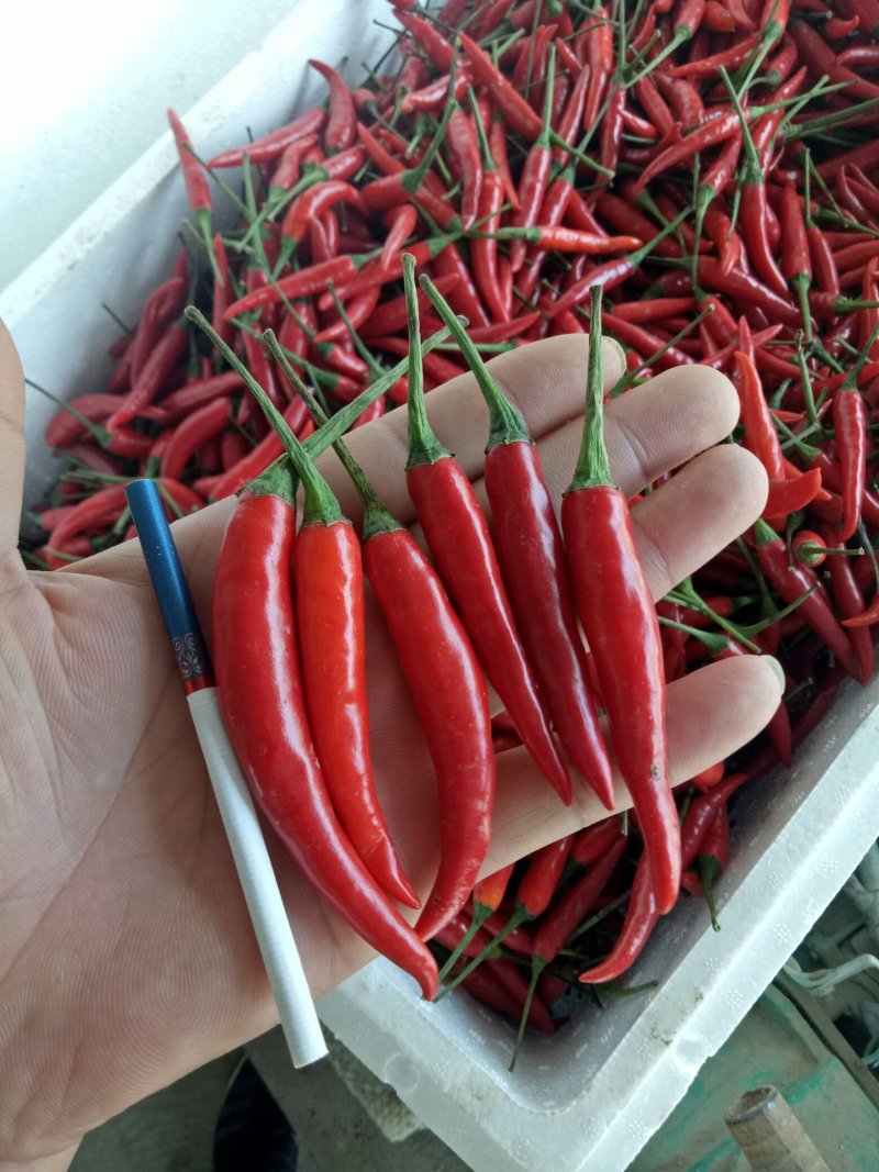 新鲜小米辣