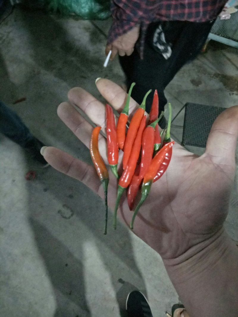 新鲜小米辣
