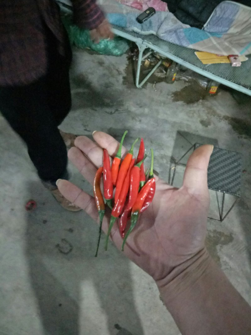 新鲜小米辣