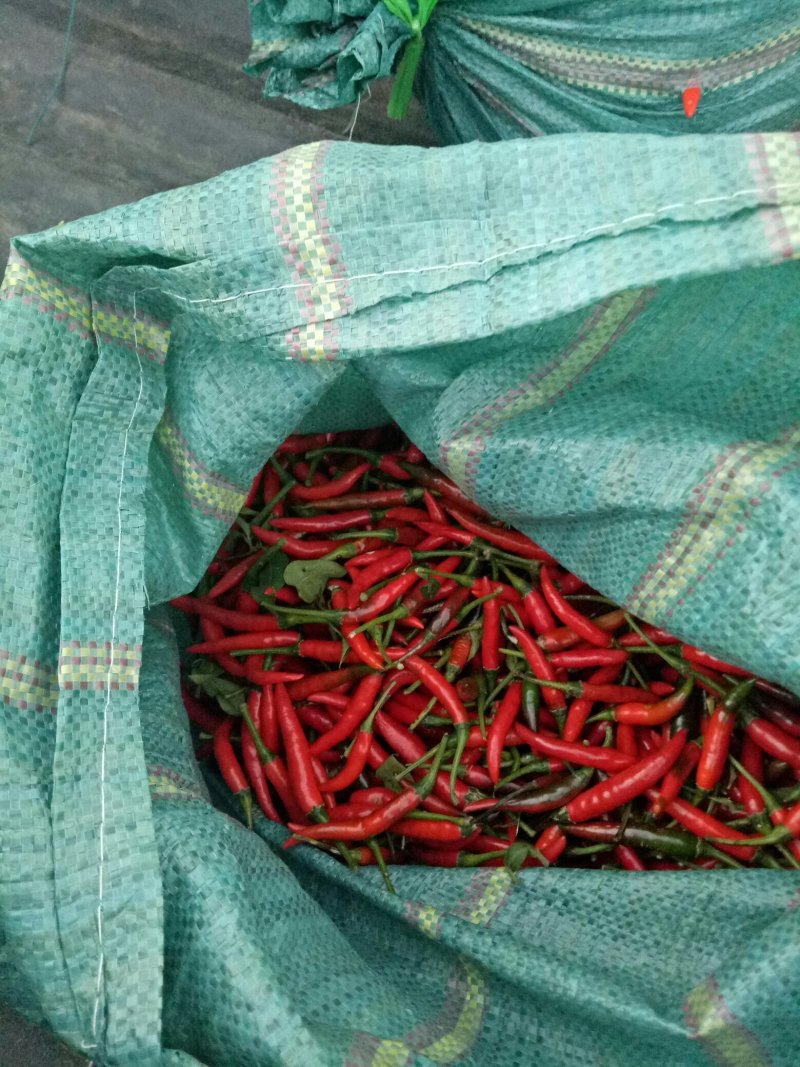 新鲜小米辣